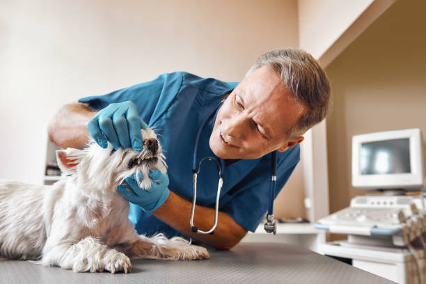 Best Emergency Care for Gum Disease in Judson, SC